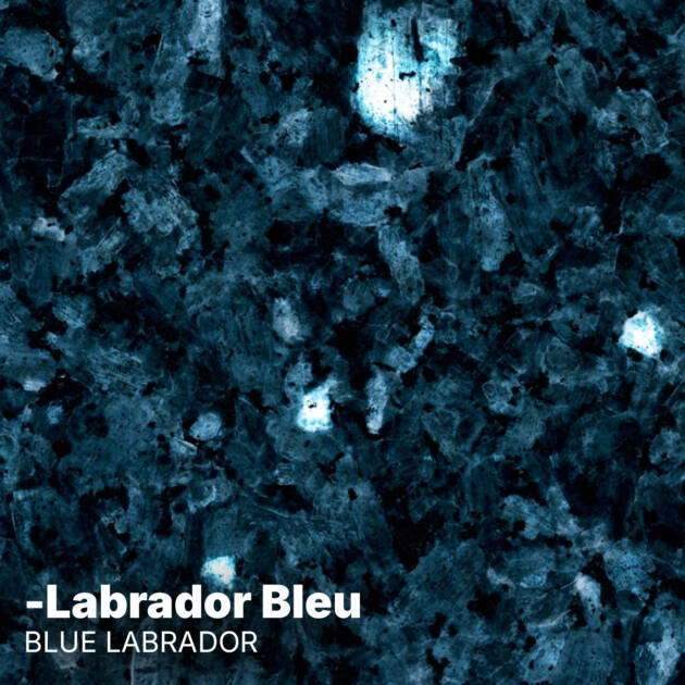 Labrador Bleu