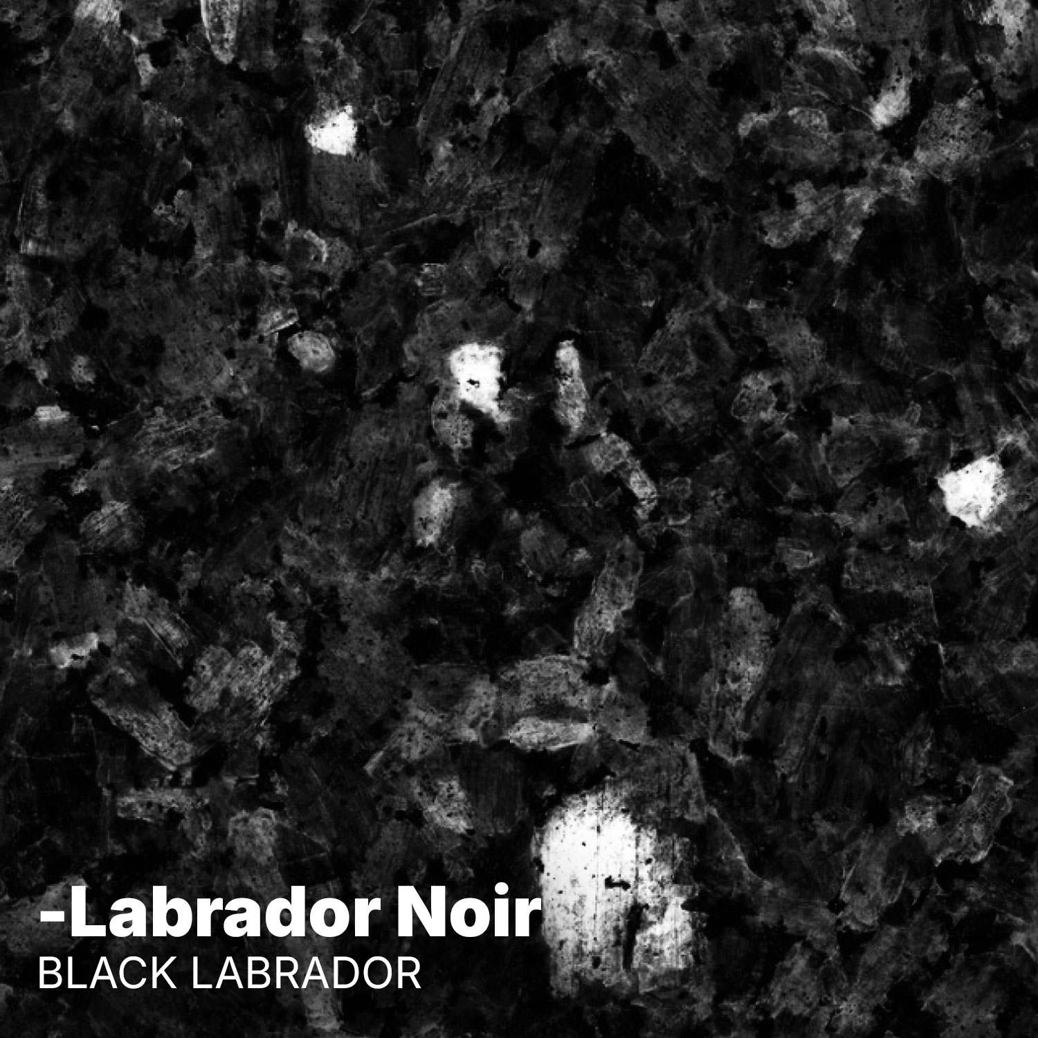 Labrador Noir